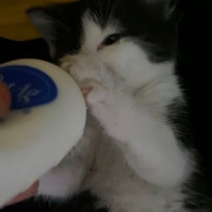 Meet your Posher, Not